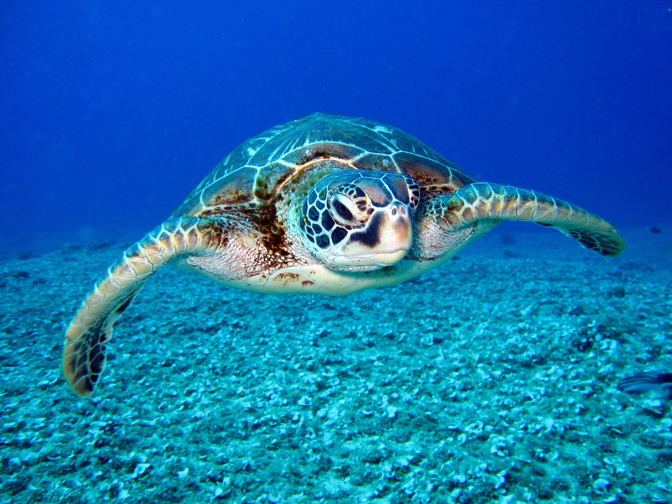 photo-of-hawksbill-sea-turtle-1618606